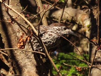 Spotted Nutcracker Okuniwaso(Mt. Fuji) Sun, 10/22/2023