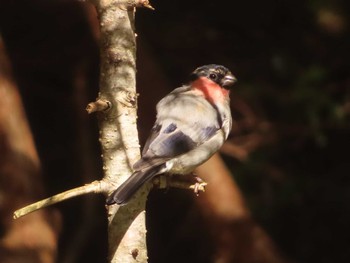 Eurasian Bullfinch Okuniwaso(Mt. Fuji) Sun, 10/22/2023