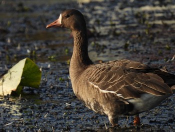 Greater White-fronted Goose Izunuma Thu, 11/2/2023