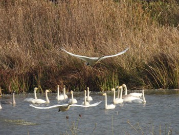 Whooper Swan Izunuma Thu, 11/2/2023