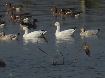 Snow Goose Izunuma Thu, 11/2/2023