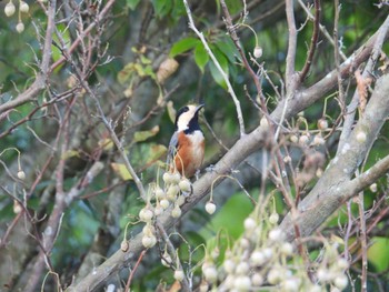 Varied Tit Izunuma Thu, 11/2/2023