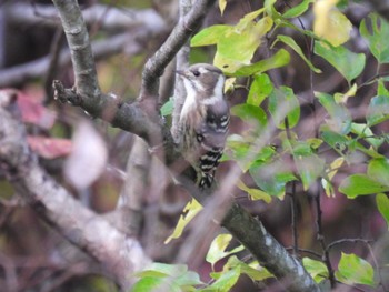 Japanese Pygmy Woodpecker Izunuma Thu, 11/2/2023