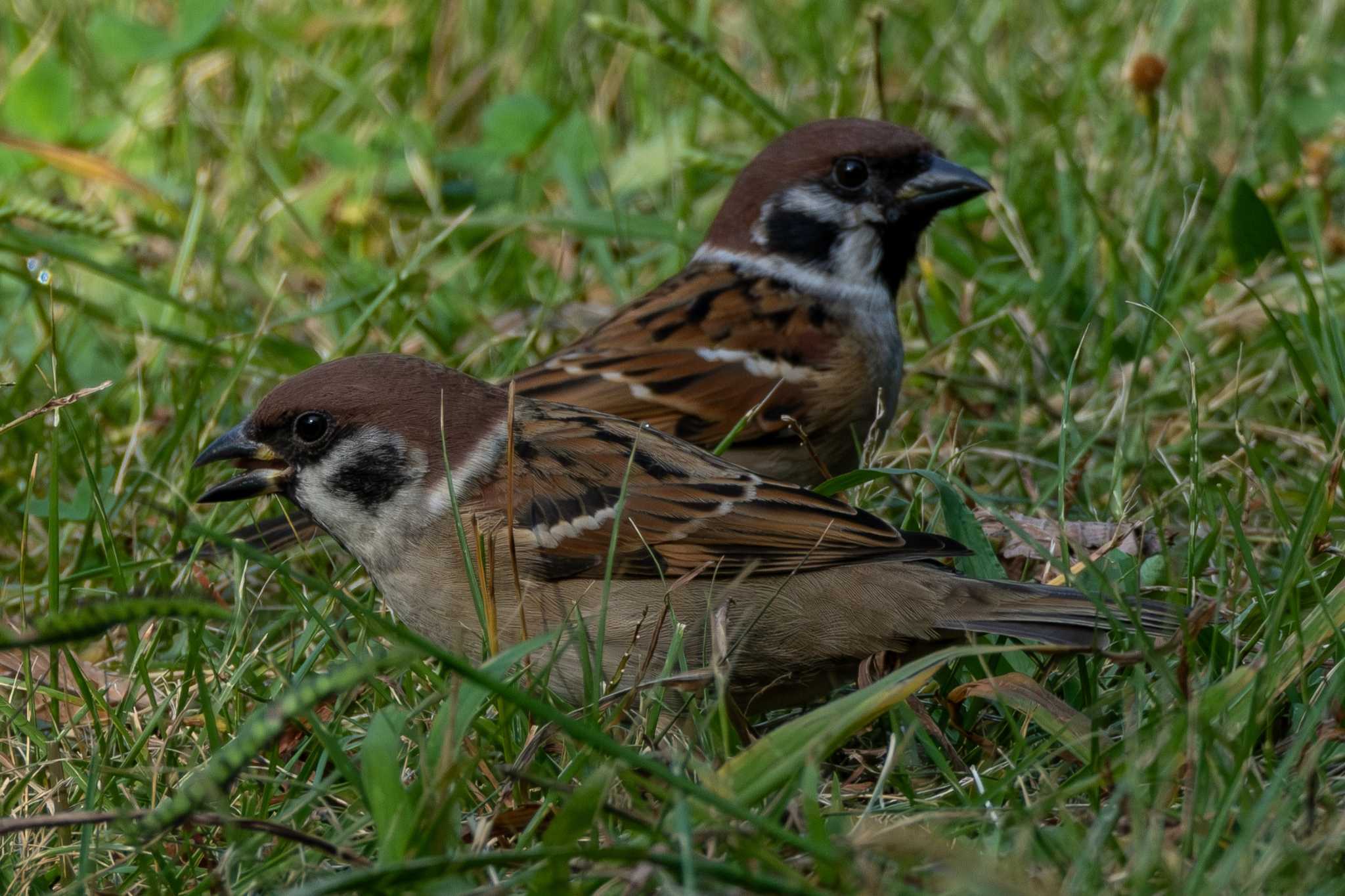 Eurasian Tree Sparrow