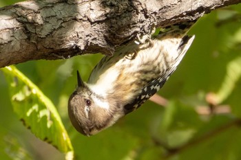 コゲラ 東京港野鳥公園 2023年11月2日(木)