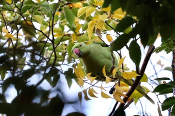 Rose-ringed Parakeet Inokashira Park Wed, 11/1/2023