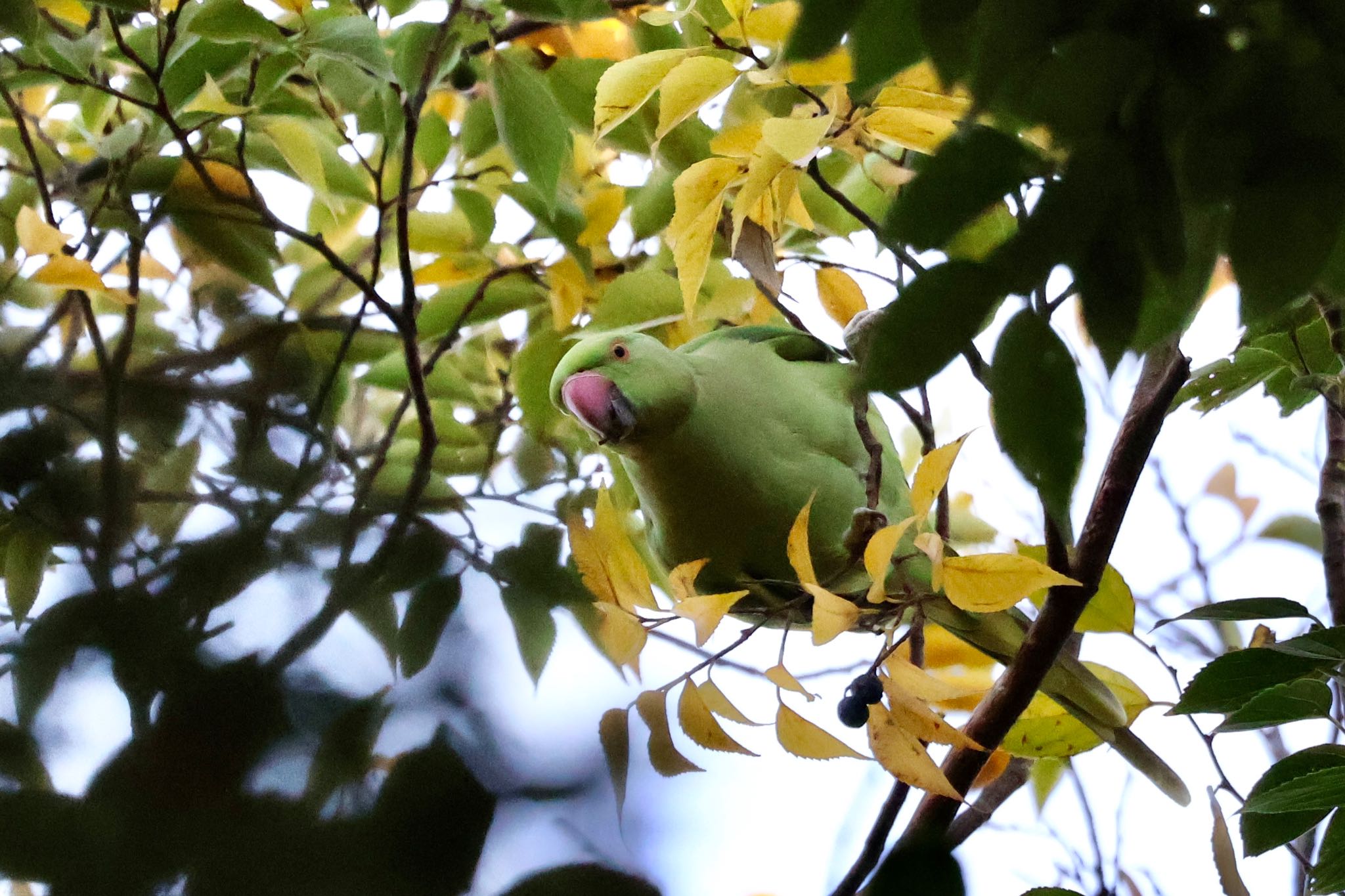 Rose-ringed Parakeet