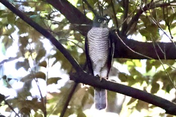 2023年11月1日(水) 井の頭公園の野鳥観察記録