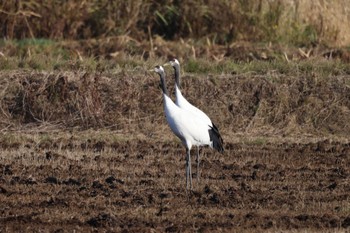 Red-crowned Crane 舞鶴遊水地 Thu, 11/2/2023