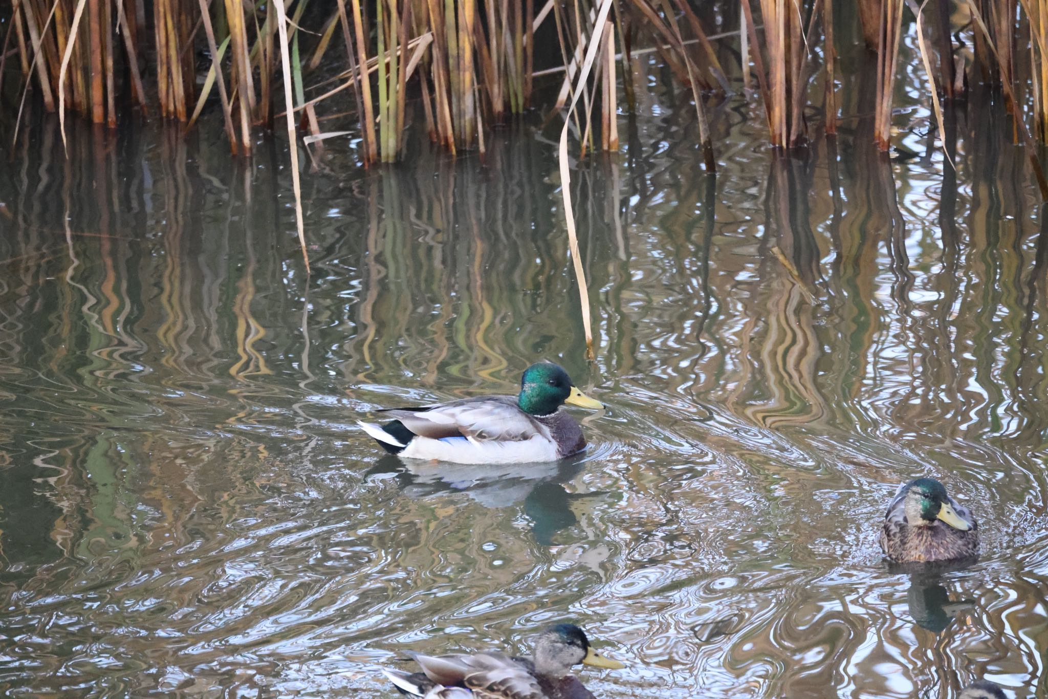 舞鶴遊水地 マガモの写真 by will 73