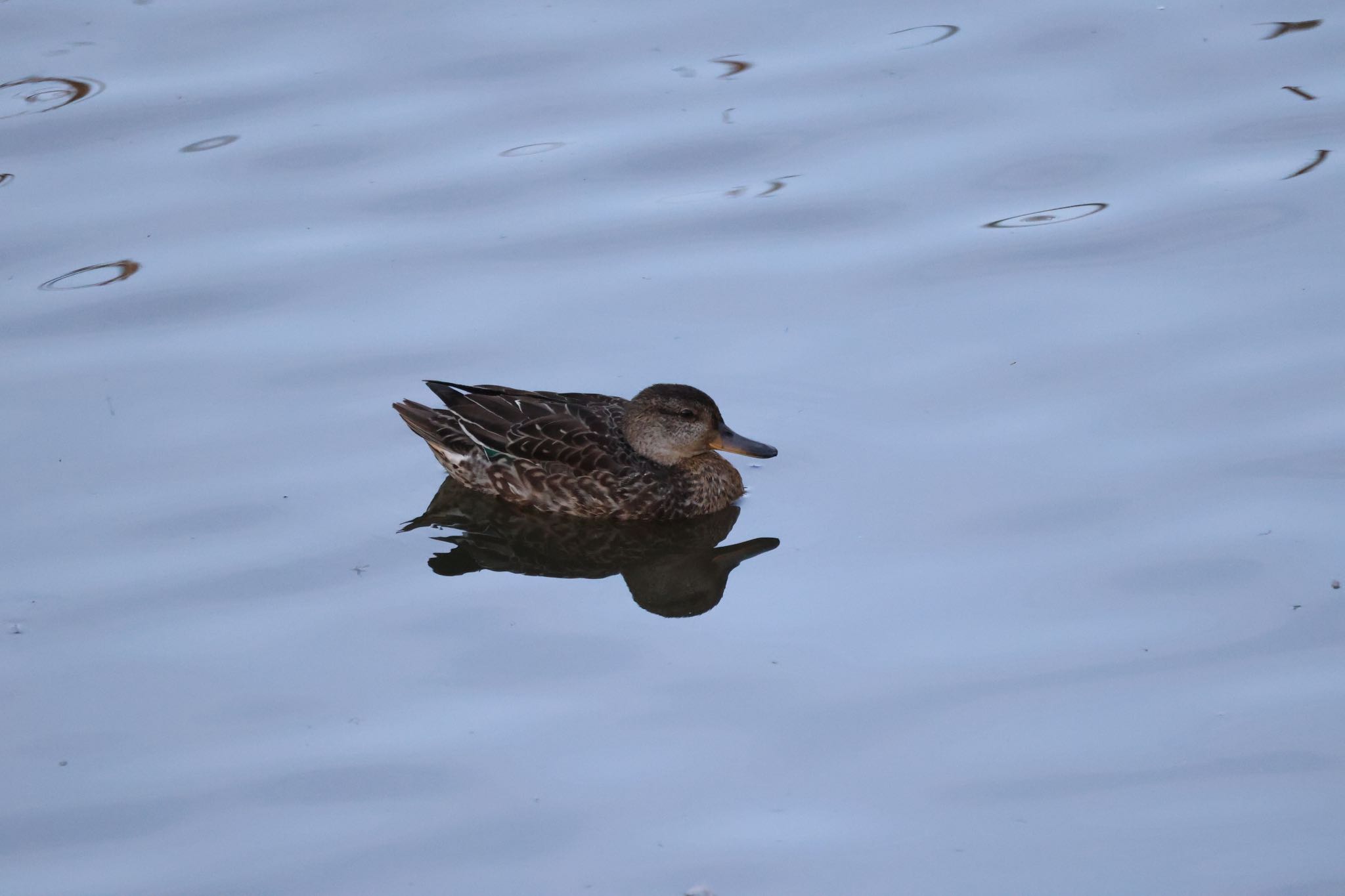 Eurasian Teal