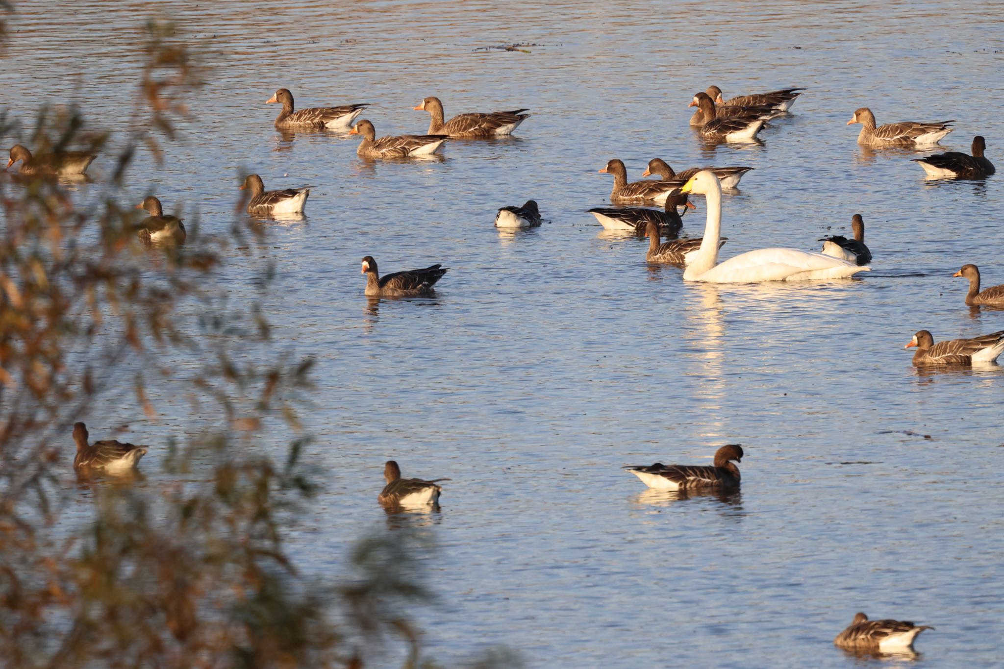 Greater White-fronted Goose