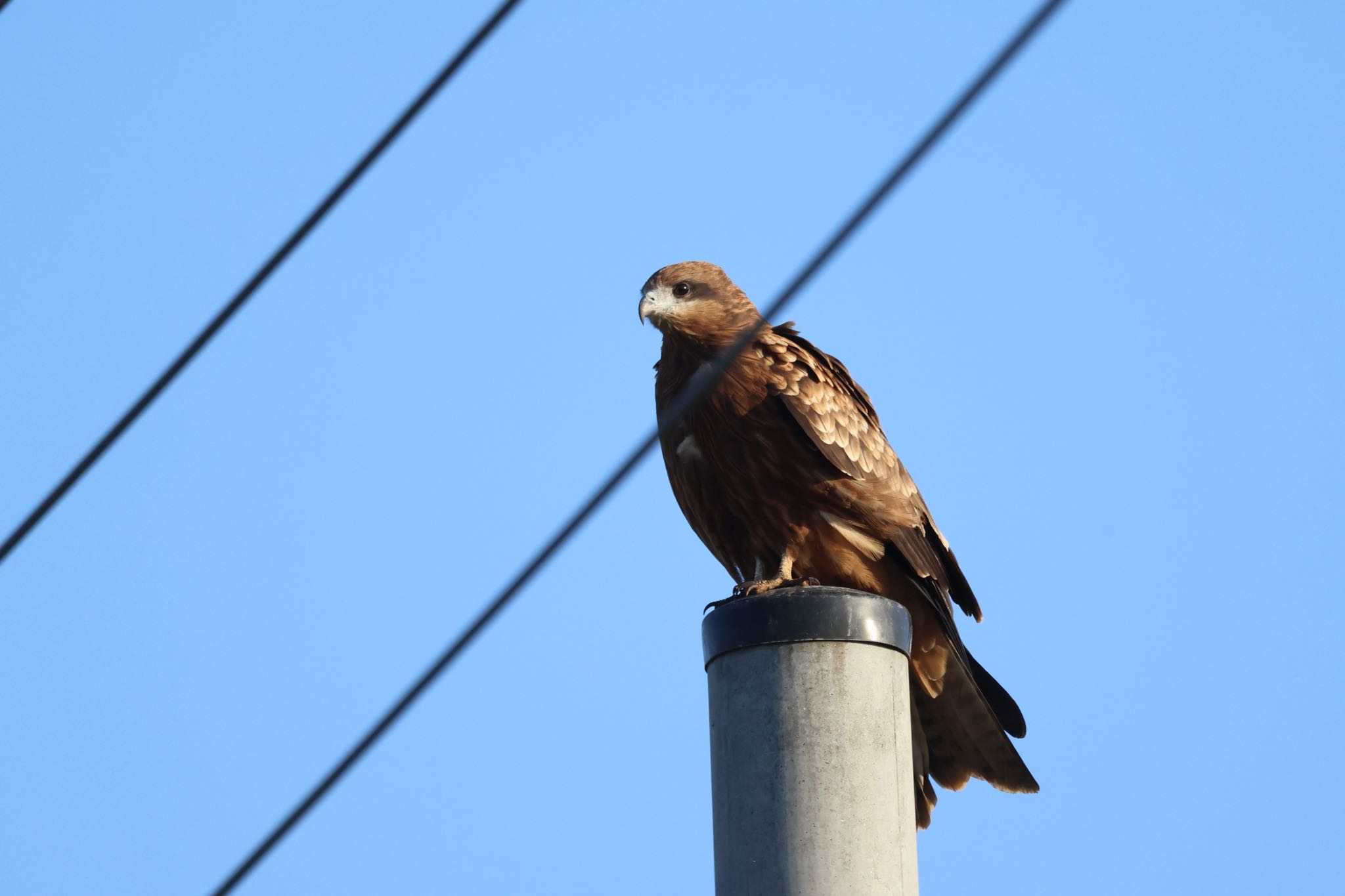 Black Kite