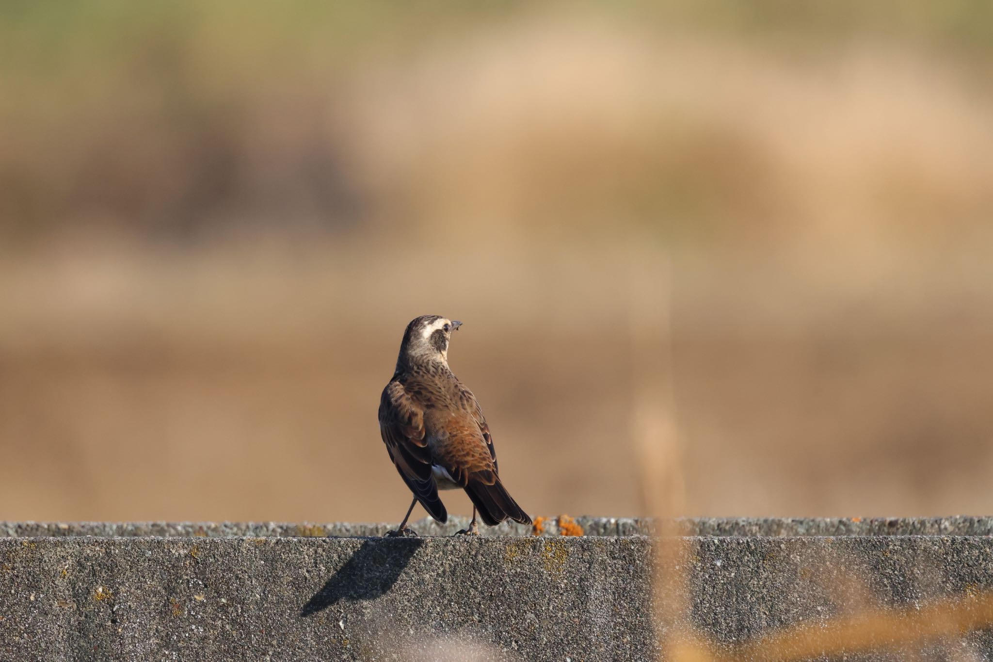 Dusky Thrush