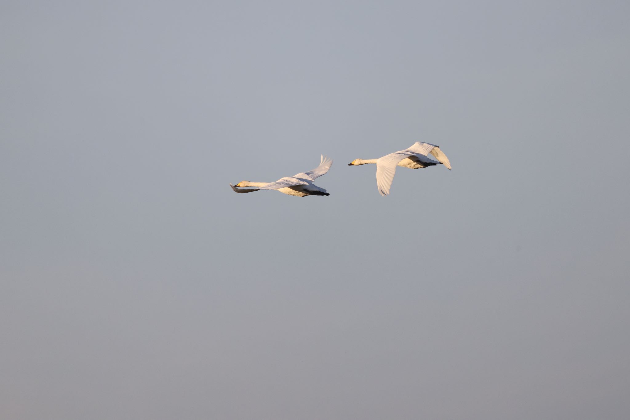 Whooper Swan