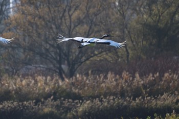 タンチョウ 舞鶴遊水地 2023年11月2日(木)