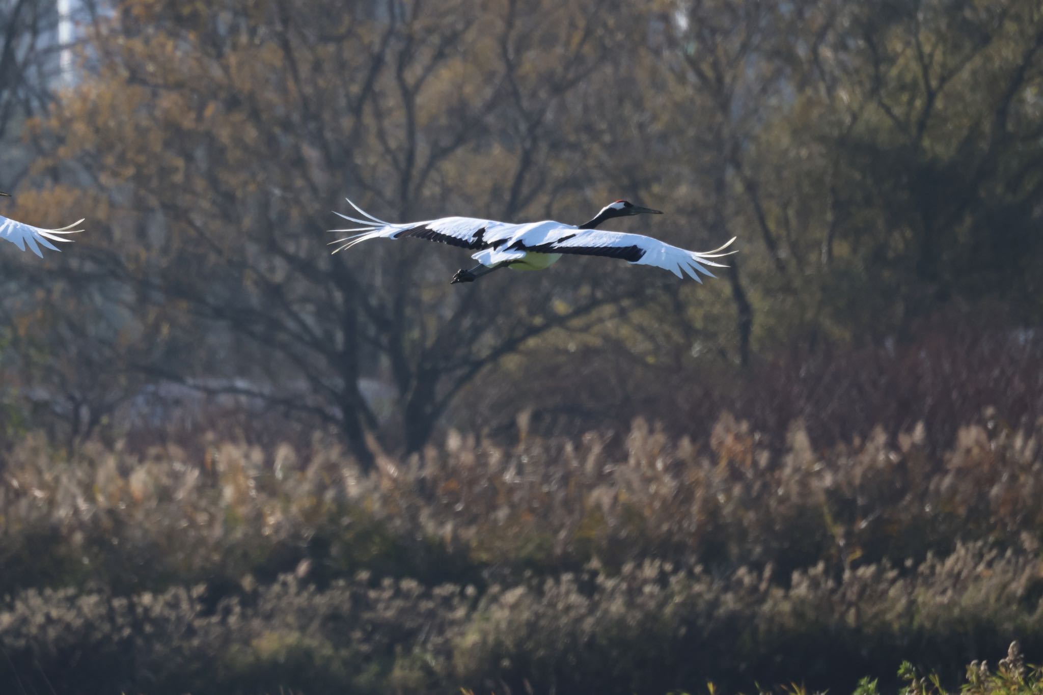 Red-crowned Crane