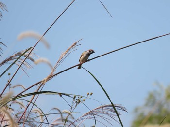 Eurasian Tree Sparrow 三重県四日市市 Tue, 10/31/2023