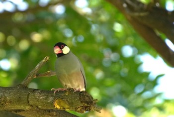 Java Sparrow Ainahau Triangle Fri, 10/27/2023