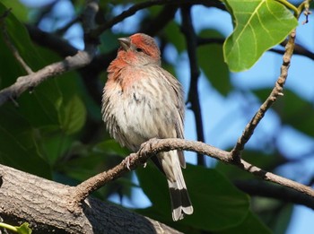 House Finch Ainahau Triangle Thu, 10/26/2023