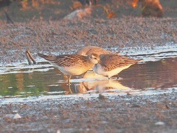 Sharp-tailed Sandpiper 愛知県愛西市立田町 Wed, 11/1/2023