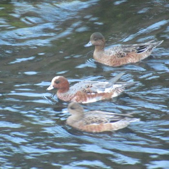 2023年11月1日(水) 恩田川(鶴見川合流点付近)の野鳥観察記録