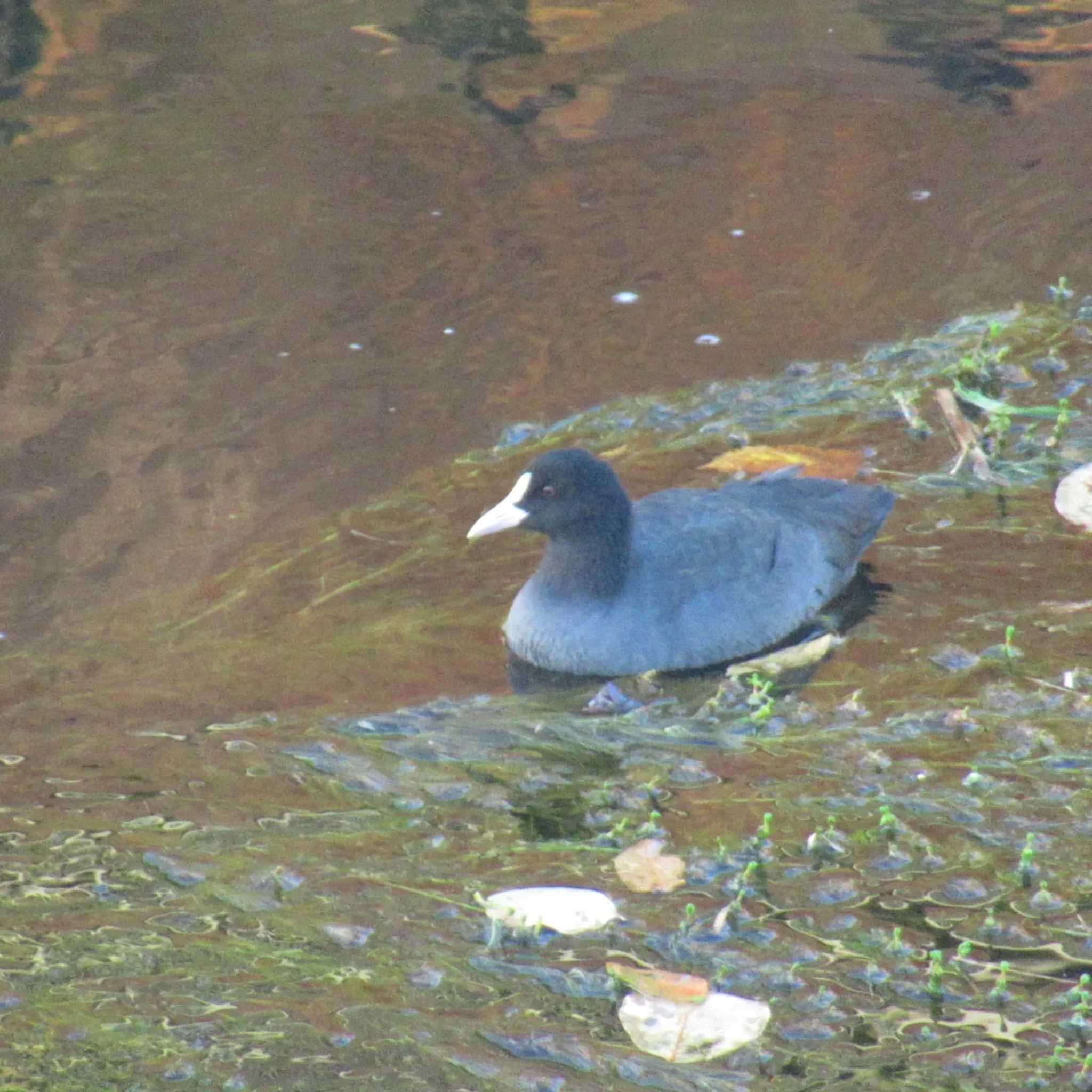 Photo of Eurasian Coot at 恩田川(鶴見川合流点付近) by kohukurou