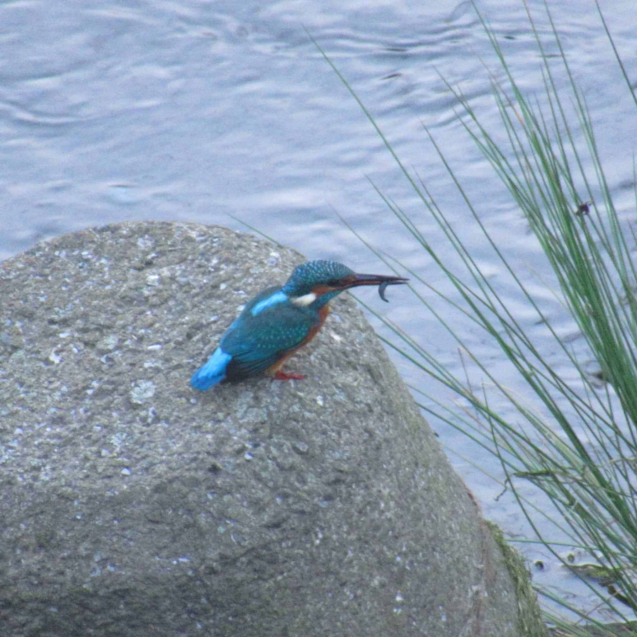 Photo of Common Kingfisher at 恩田川(鶴見川合流点付近) by kohukurou