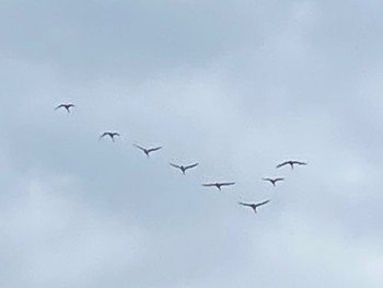 2023年10月28日(土) 秋田ふるさと村の野鳥観察記録