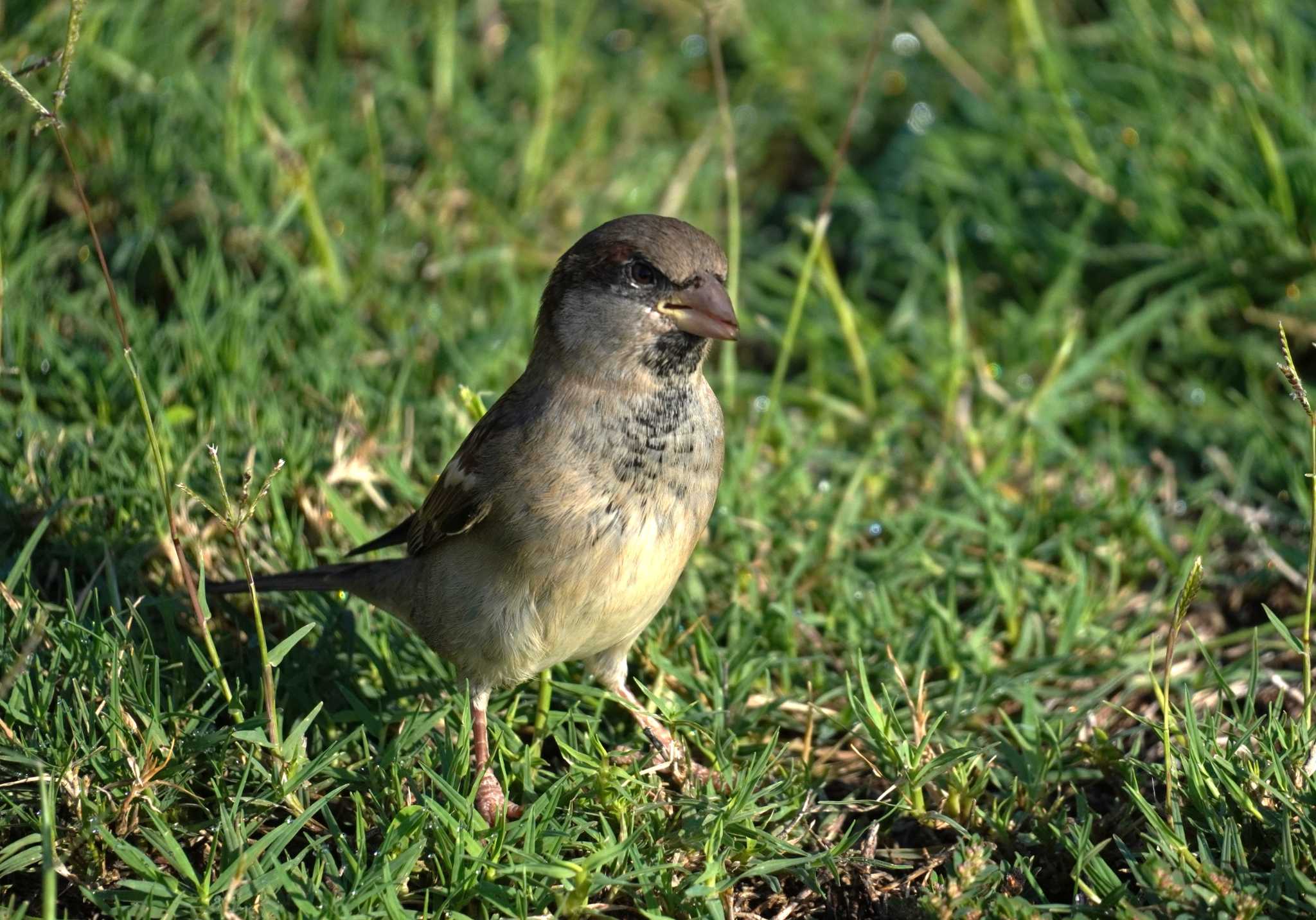 House Sparrow