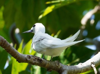 White Tern Ainahau Triangle Thu, 10/26/2023