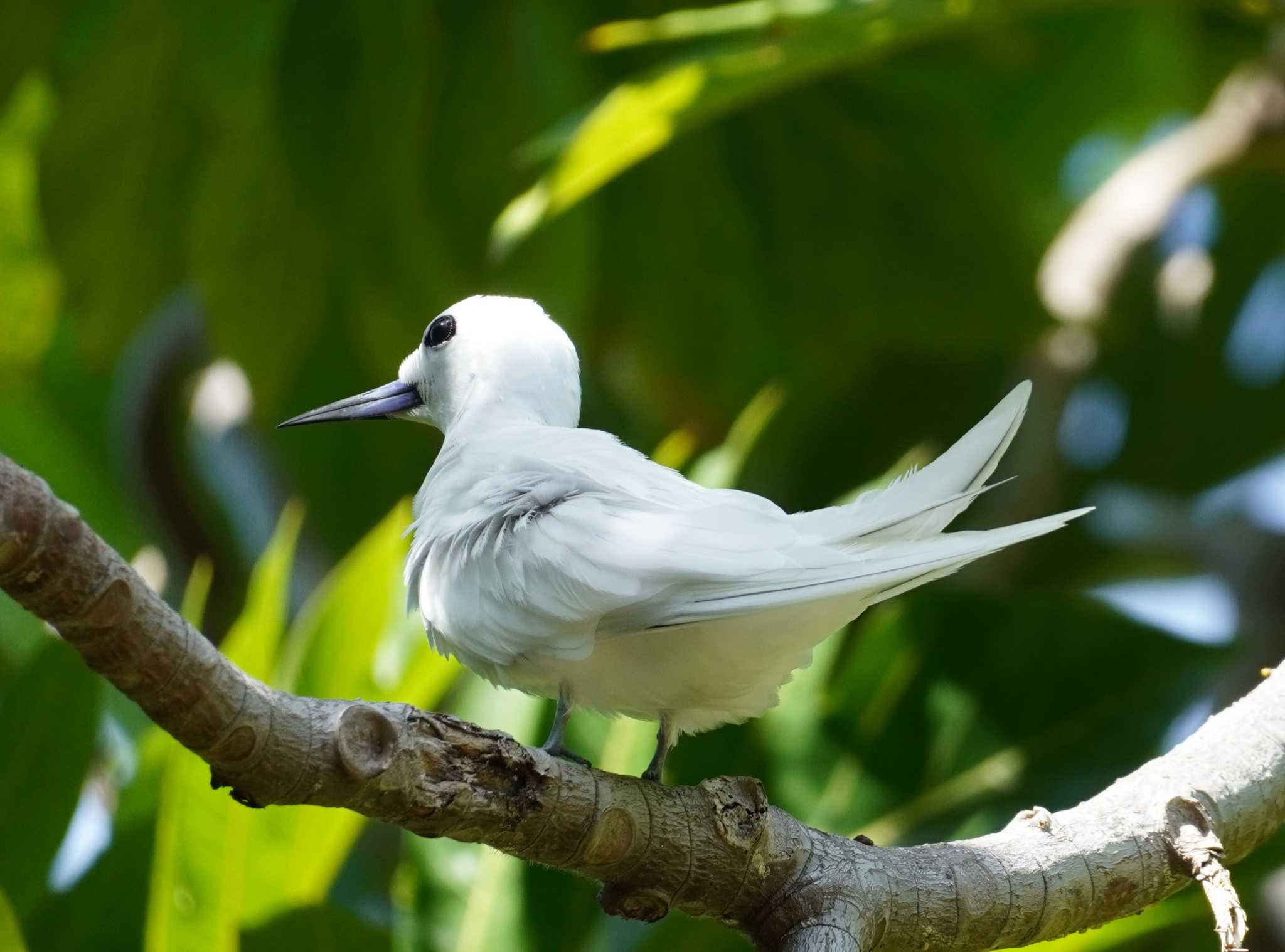 White Tern