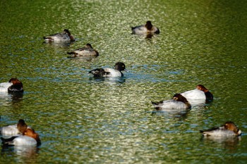 Tufted Duck くつわ堰 Wed, 11/1/2023