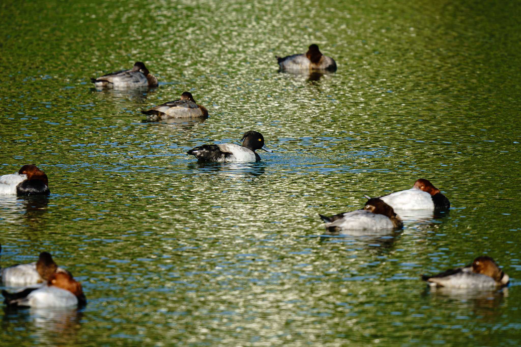 Photo of Tufted Duck at くつわ堰 by Tosh@Bird