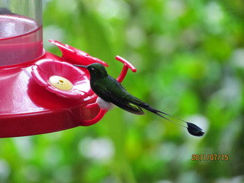 White-booted Racket-tail エクアドル　ミンド Fri, 7/15/2011