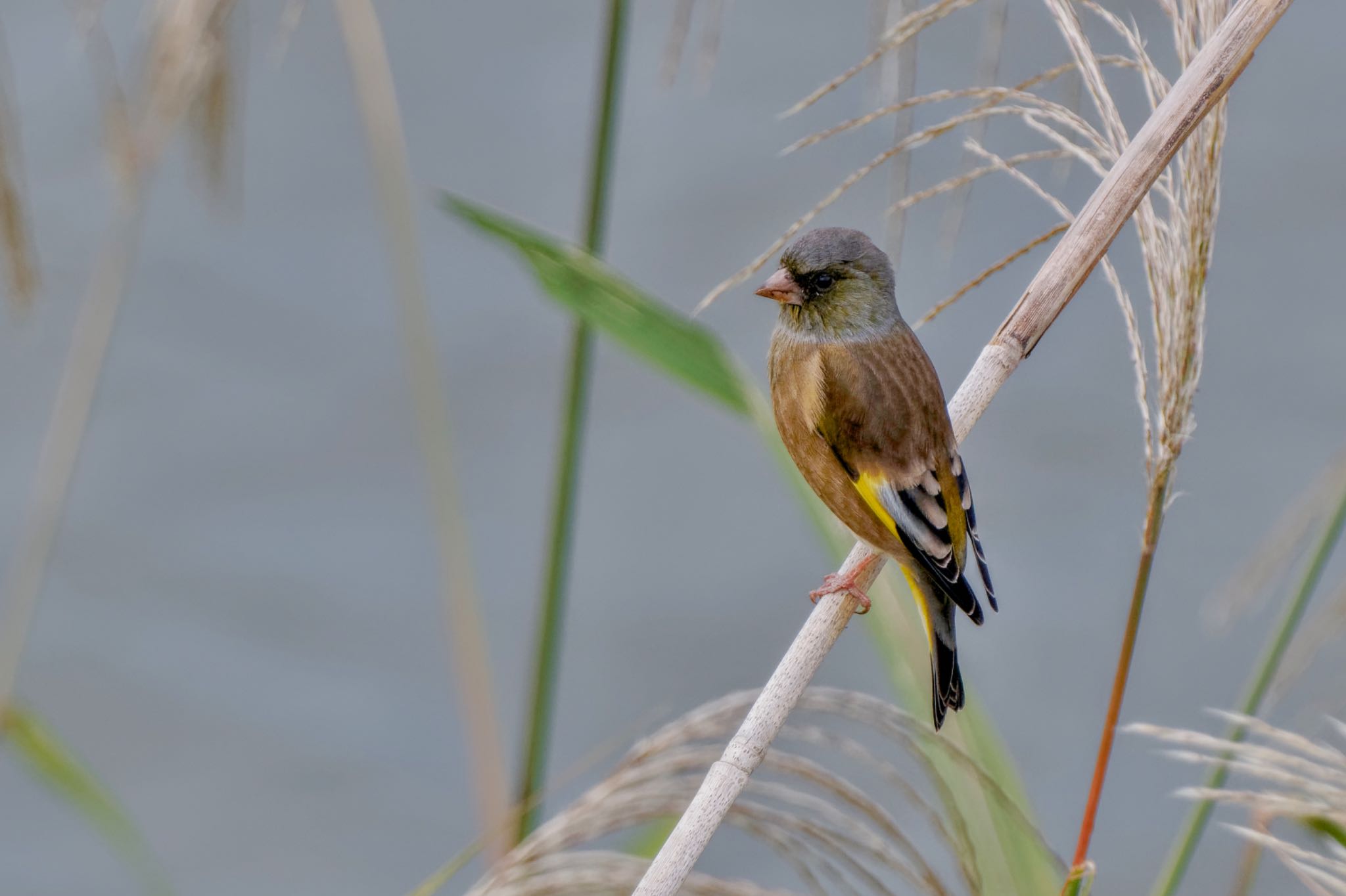 Grey-capped Greenfinch