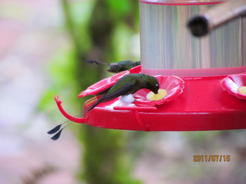 White-booted Racket-tail エクアドル　ミンド Fri, 7/15/2011