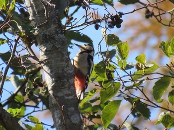 Great Spotted Woodpecker 富士山麓 Thu, 11/2/2023