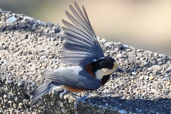 Varied Tit 衣笠山公園 Mon, 10/30/2023