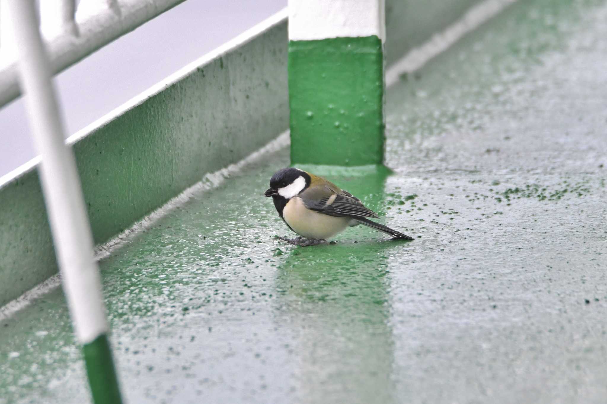 Japanese Tit