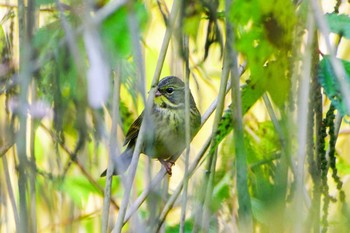 Masked Bunting 神奈川県自然環境保全センター Fri, 10/27/2023