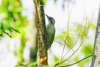 Japanese Green Woodpecker 神奈川県自然環境保全センター Fri, 10/27/2023