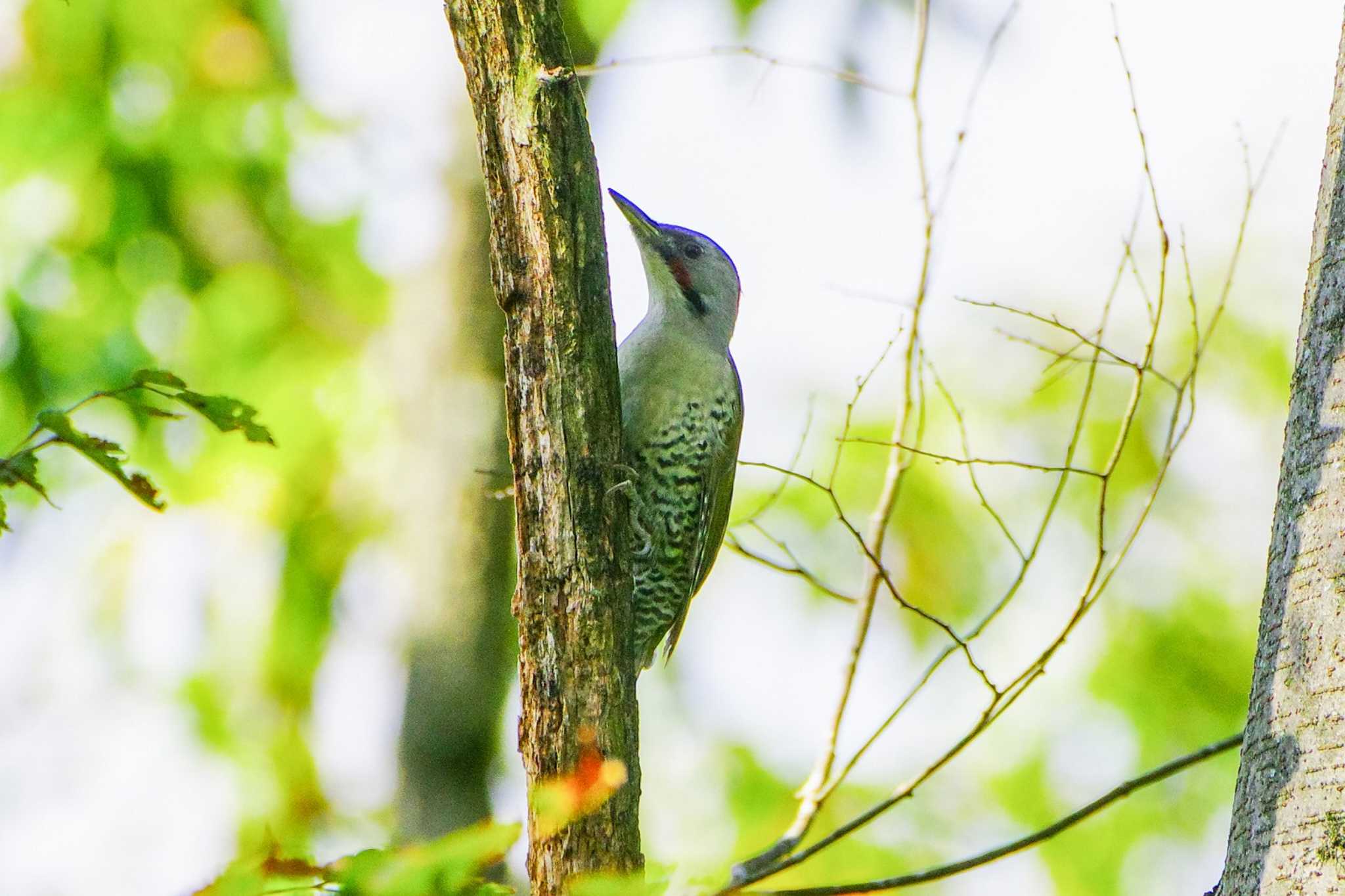 Photo of Japanese Green Woodpecker at 神奈川県自然環境保全センター by BW11558