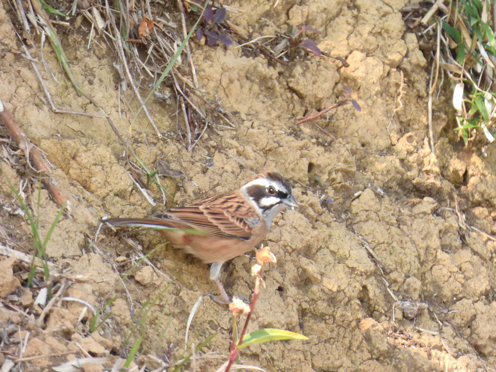 Meadow Bunting