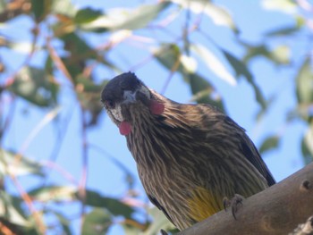 Red Wattlebird Herdsman Lake Tue, 10/17/2023