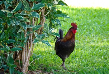 Red Junglefowl Ainahau Triangle Thu, 10/26/2023