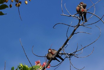 Common Waxbill Ainahau Triangle Thu, 10/26/2023