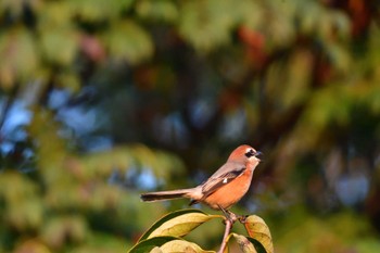 2023年11月3日(金) 長浜公園の野鳥観察記録