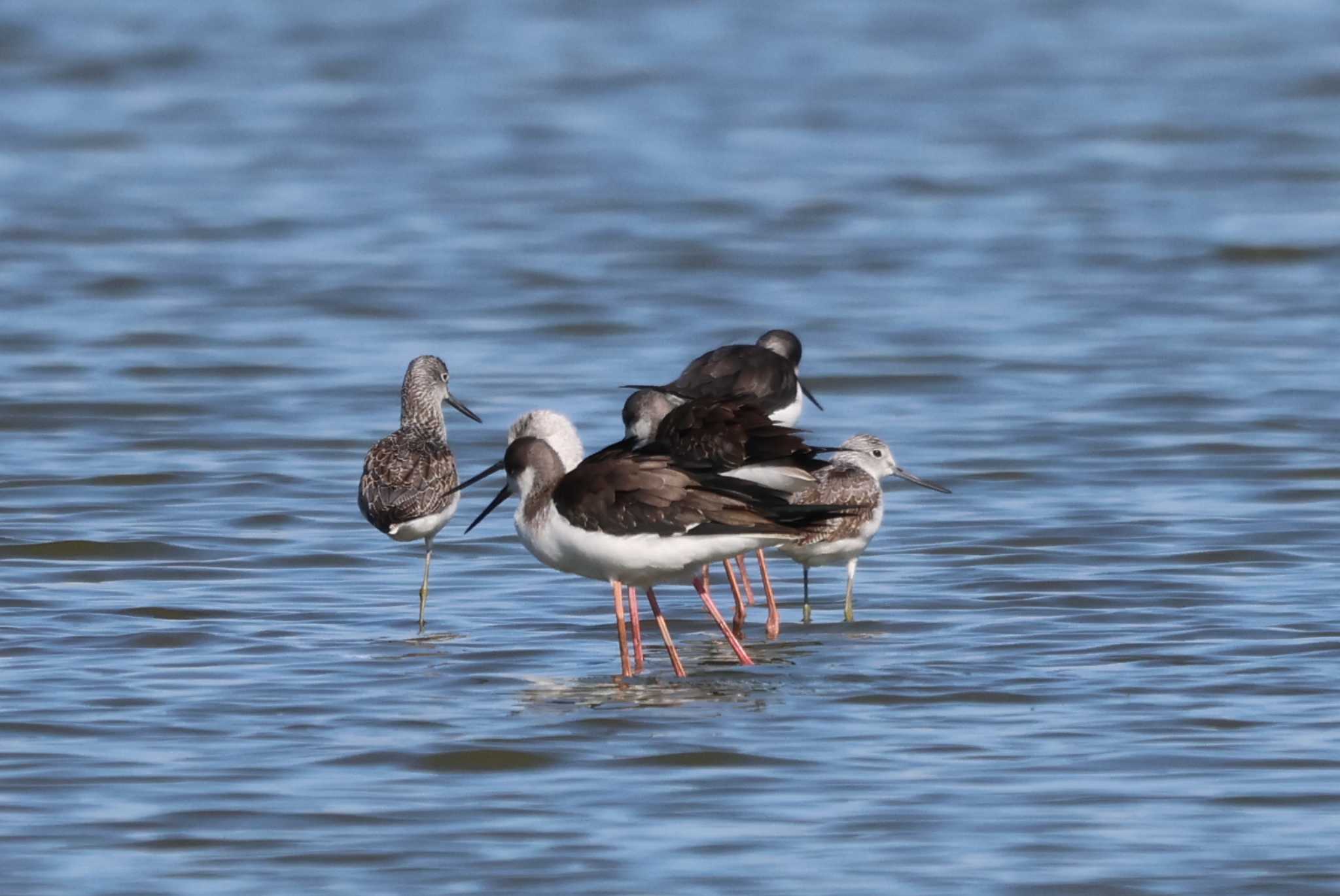 Photo of Black-winged Stilt at Isanuma by ひろ