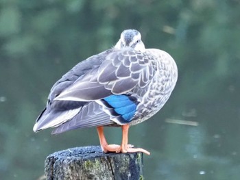 Eastern Spot-billed Duck 横浜市児童遊園地 Thu, 11/2/2023